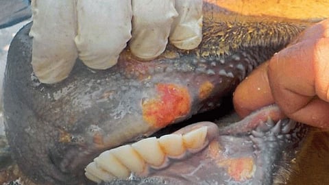 Animal Disease