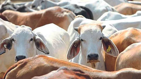 Livestock