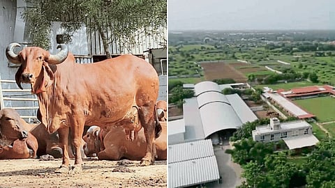 Cattle Conservation