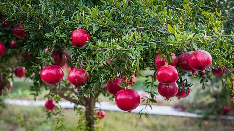 Pomegranate Rate