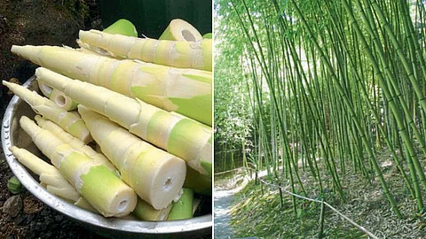 Bamboo Shoot
