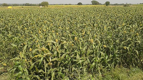 Kolhapur Farmer Drought