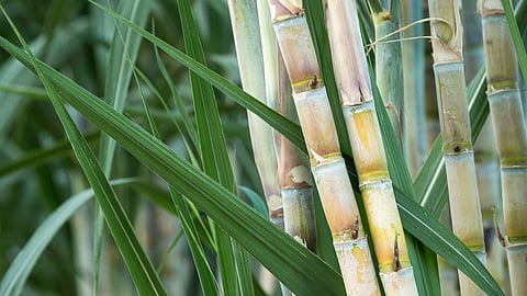 Sugarcane