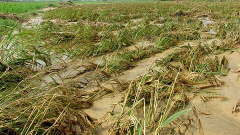 Crop Damage