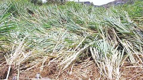 Crop Damage : गारपिटीचा तेरा हजार
हेक्टर क्षेत्राला तडाखा