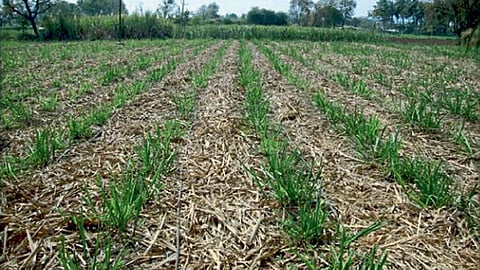 Sugarcane