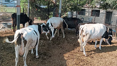 Cow management