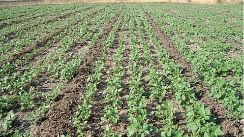 Mung Farming