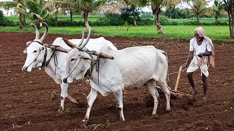 Rabi Sowing