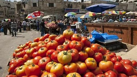 Tomato Market