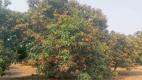 Mango Orchard Management