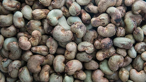 Cashew Seed