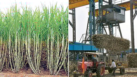 Sugarcane