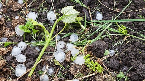 Hailstorm Crop Damage