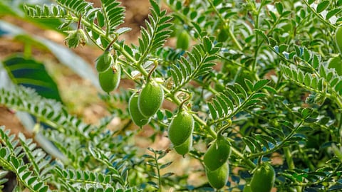 Chana Crop