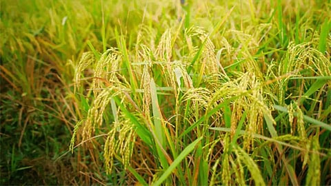 Department of Agriculture