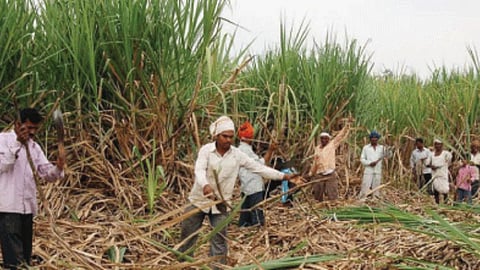 Sugarcane Labor