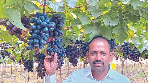 Utkarsha Grape Variety