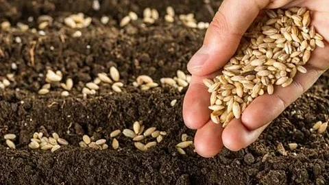 Seed