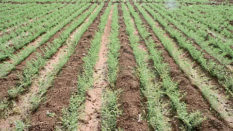 Agriculture Climate Change