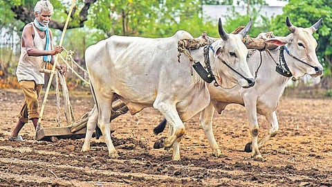 Rabi Season