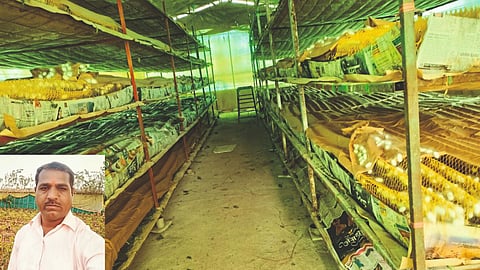 Silk Farming : रेशीमशेती ठरली शाश्वत उत्पन्नाचा स्रोत