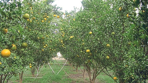 Orange Orchard