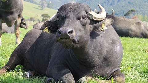 Buffalo
