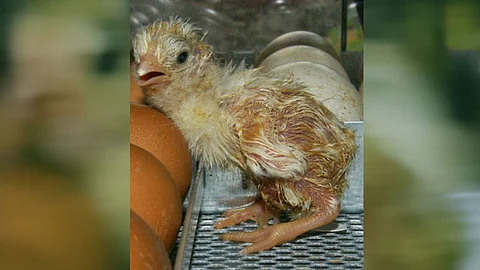 Chicken Disease