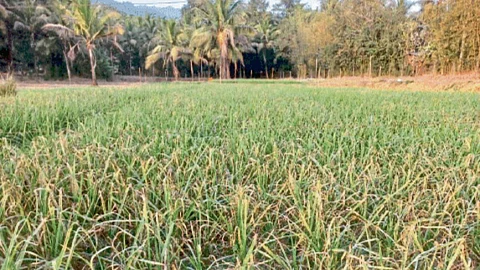 Ragi Crop