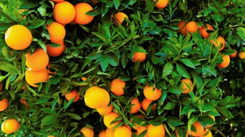 Citrus Estate