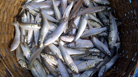 Fish Production