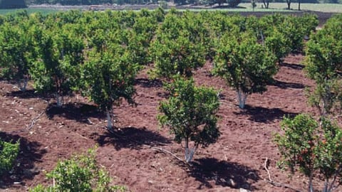 Orchard