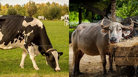 Animal Heat Stress Management : गाई, म्हशींमधील उन्हाच्या ताणाचे व्यवस्थापन