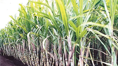 Sugarcane