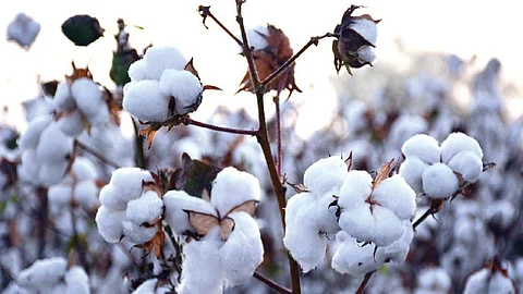 Cotton Exports
