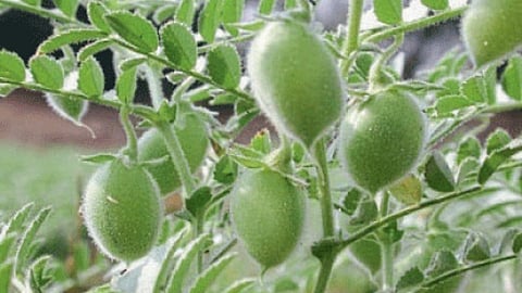 Chana Crop