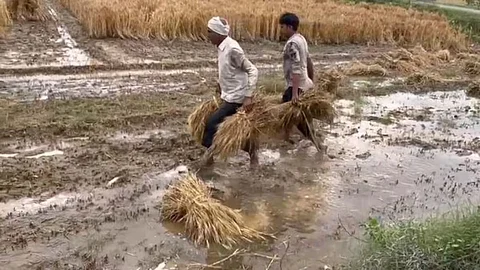Maharashtra Rain