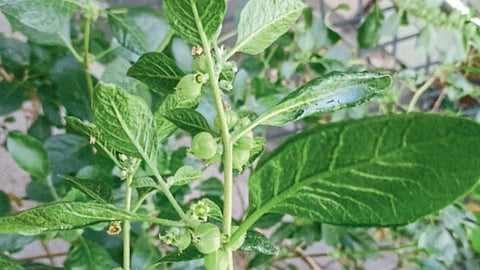 Ashwagandha