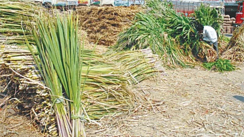 Fodder Management