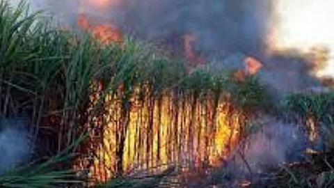 Sugarcane Farmers