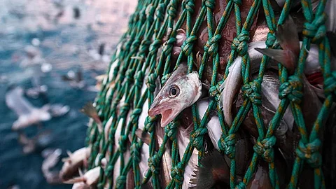 Fish Conervation
