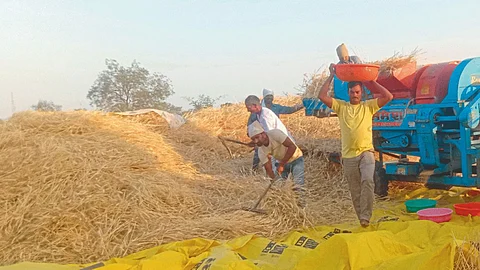 Wheat Threshing