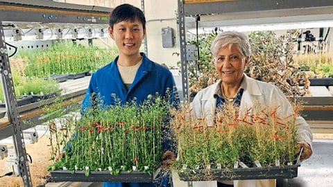 Plant Senescence Research