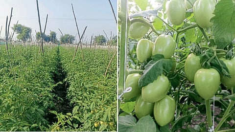 Tomato Orchard