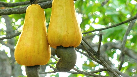 Cashew Plantation