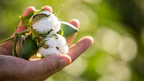 Cotton