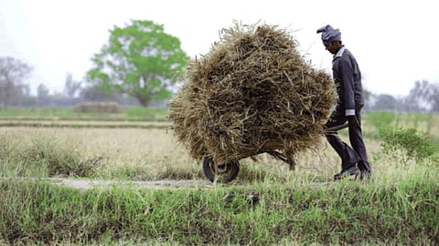 Fodder Shortage