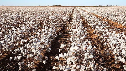 Cotton Farm