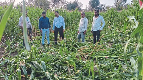 Crop Damage